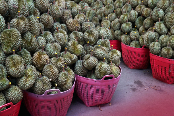 仓库热带水果之王榴莲。图片下载