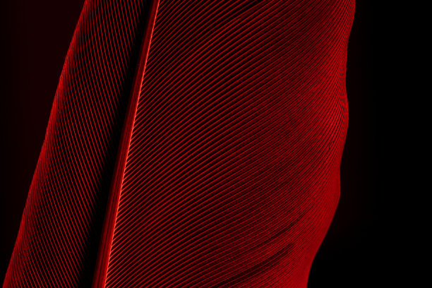 美丽的红色羽毛图案纹理背景，红色宏羽毛，金刚鹦鹉羽毛(栗色)羽毛，鸟，动物，栗色，红色，红色羽毛，羽毛，台湾，黑色颜色，特写，背景图片下载