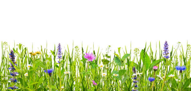 绿色的草和野花孤立在白色的背景上图片下载