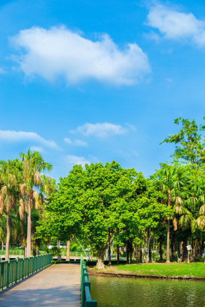 清晨，一棵菩提树在公园的蓝天下生长在池塘旁边的草坪上图片下载