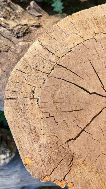 木头上的裂缝图片下载