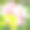 兰花，兰花属热带花，粉白色图片下载
