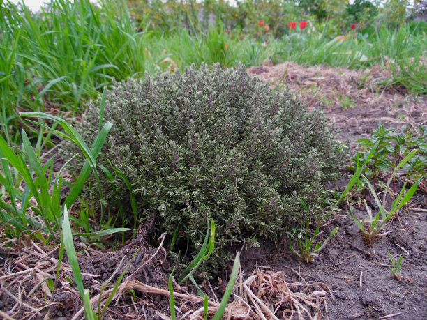百里香丛在一个健康的药草春季花圃图片下载