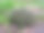 百里香丛在一个健康的药草春季花圃图片下载