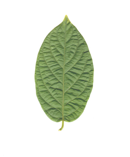 孤立的仰光攀缘叶在白色的背景图片下载