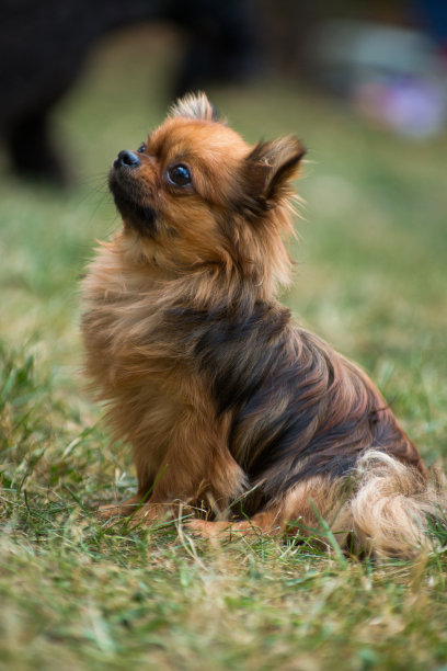 可爱的红毛马克西吉娃娃坐在草地上图片下载