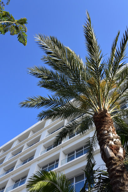 蓝天和棕榈树图片下载