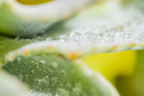 早晨的露水素材图片