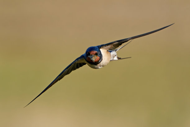 谷仓燕子（希伦多生锈）素材图片