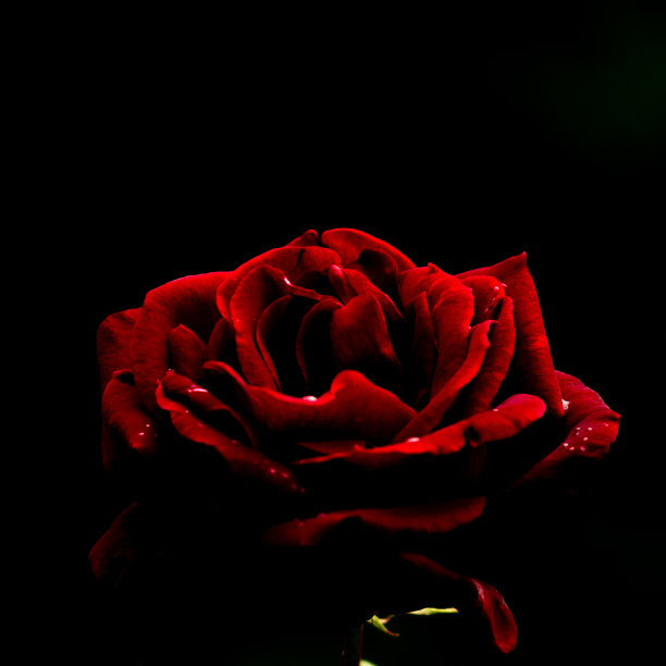 红玫瑰花瓣黑背景母亲节情人节图片下载