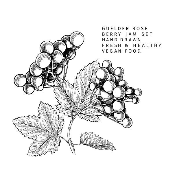 手绘玫瑰枝叶和浆果。刻矢量插图。童贞农业植物。夏收，果酱或果酱果酱的素食成分。菜单，包装，化妆品和食品设计。图片下载