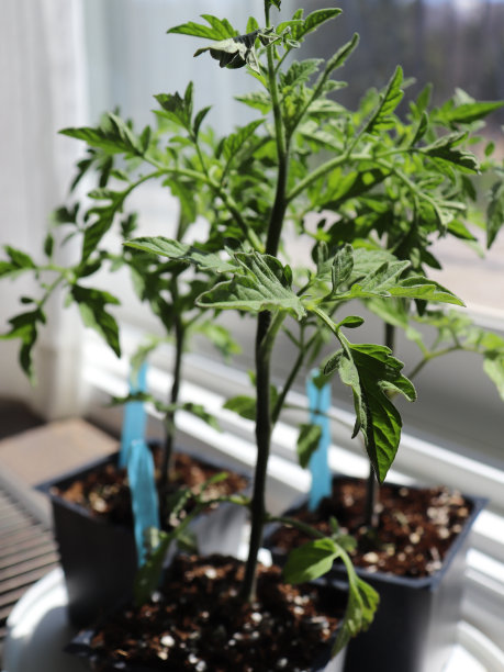 在室内种植番茄图片下载