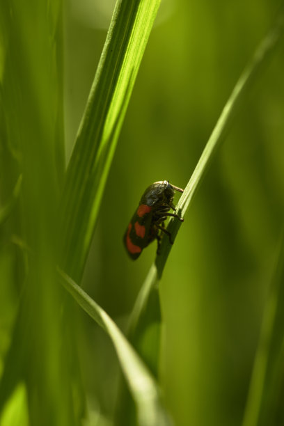 脆弱角蛙，也被称为黑红蛙，坐在一根绿色的草茎上图片下载