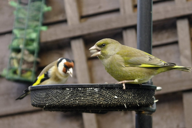 在爱尔兰，一只绿翅雀和一只金翅雀。图片下载