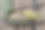 在爱尔兰，一只绿翅雀和一只金翅雀。图片下载