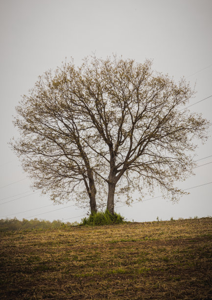 田野中央一棵孤独的树，对着一个村庄。半开的树叶。春天的风景。图片下载