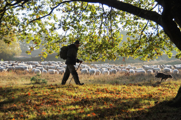 牧羊人和羊群图片下载