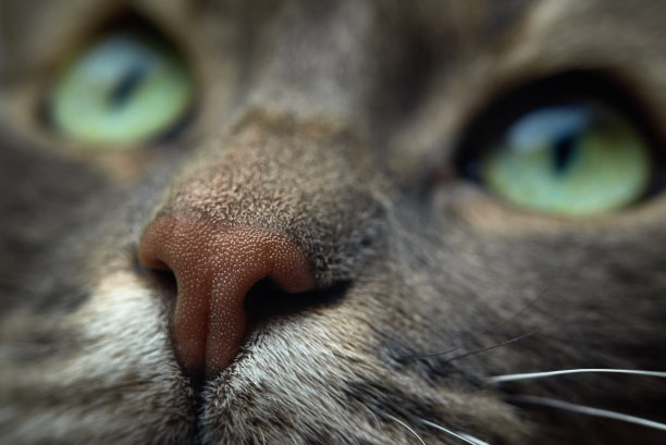 猫的鼻子近距离微距照片图片下载