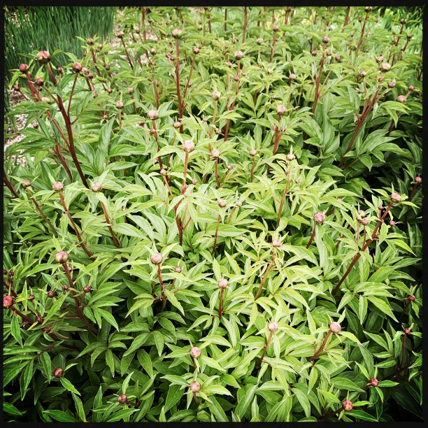 带芽牡丹图片下载