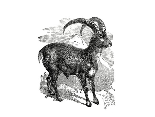 1890年流行百科全书中的野山羊插图图片下载