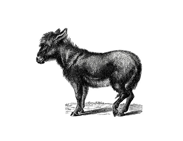 1890年流行百科全书中的驴子插图图片下载