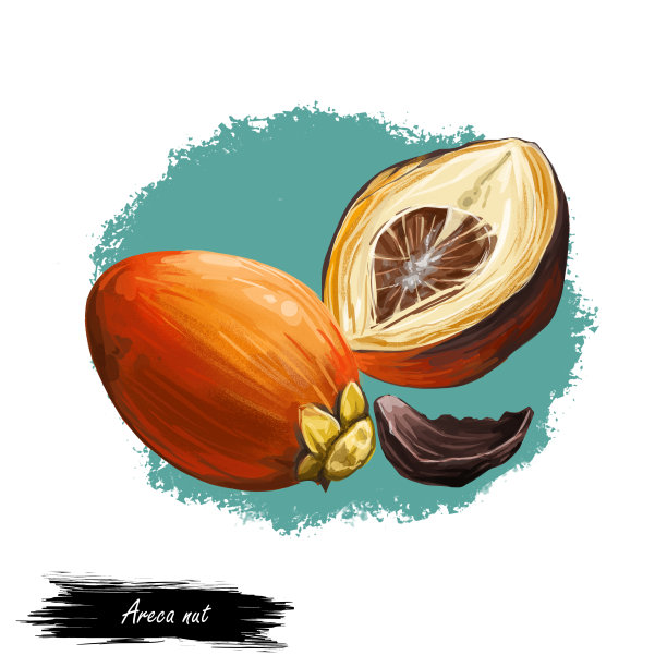槟榔孤立数字艺术插图。槟榔的种子，嚼槟榔。印度植物，亚洲草本植物或果实。咀嚼烟草，对健康有害和坚果致癌。图片下载