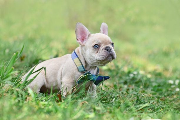 淡紫色奶油色的法国斗牛犬幼犬，淡蓝色的眼睛戴着领结图片下载