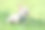 淡紫色奶油色的法国斗牛犬幼犬，淡蓝色的眼睛戴着领结图片下载