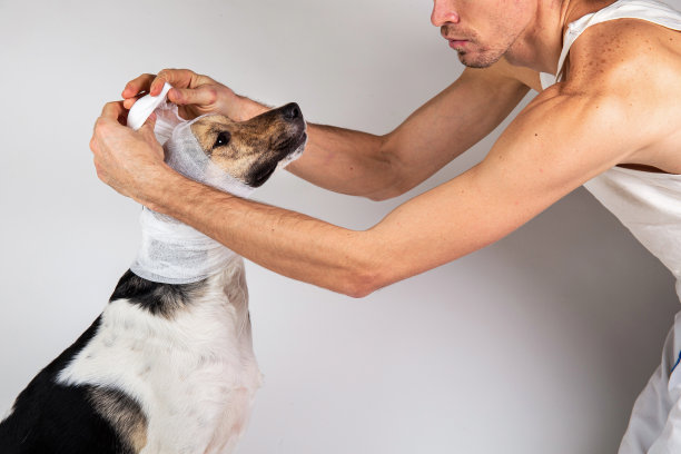 裁剪的观点，兽医包扎灰色狗的脸灰色图片下载