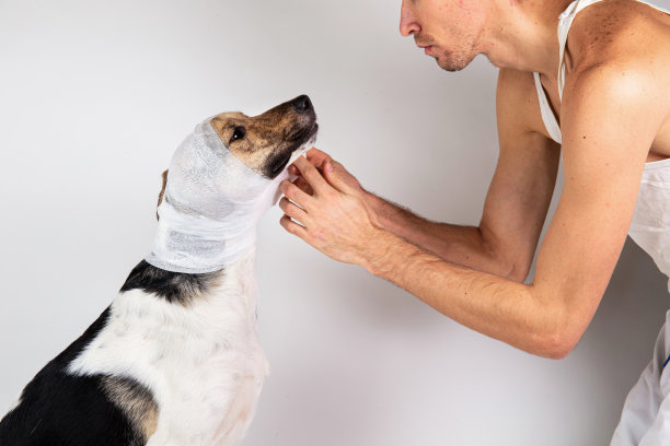 裁剪的观点，兽医包扎灰色狗的脸灰色图片下载