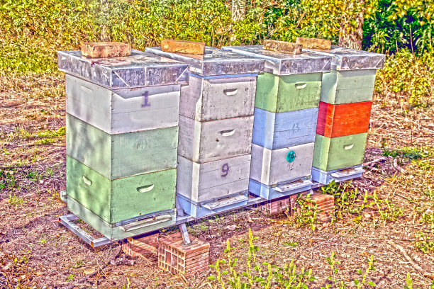 蜂房蜜蜂图片下载