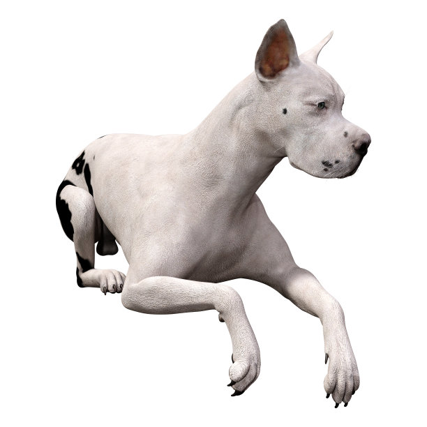 3D插图大丹狗在白色图片下载