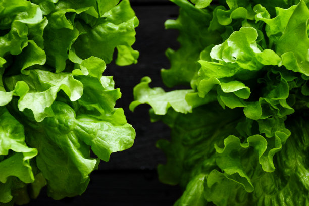 特写新鲜的绿叶生菜在黑色的背景图片下载