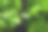 特写新鲜的绿叶生菜在黑色的背景图片下载