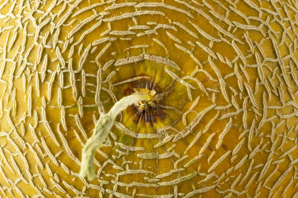 香甜多汁的整瓜图片下载