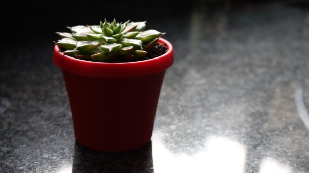 简单的盆栽植物图片下载