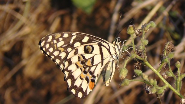 石灰的蝴蝶图片下载