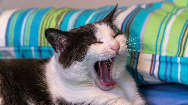 坏的猫图片下载