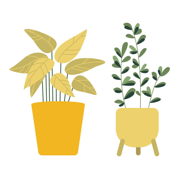 Calathea和榕树。一套室内盆栽植物。图片下载