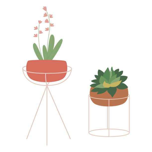 多汁和雪花莲。一套室内盆栽植物。图片下载