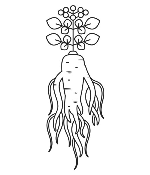 背景与人参。药用植物。手绘图片下载