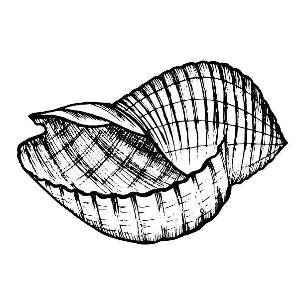 海贝壳手绘涂鸦轮廓。海底的居民，标志，图标，明信片，纹身的贝壳。图片下载