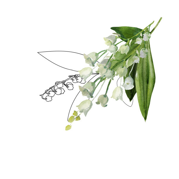 铃兰。图片下载