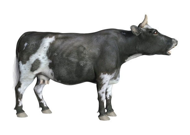 3D插图农场动物牛在白色图片下载