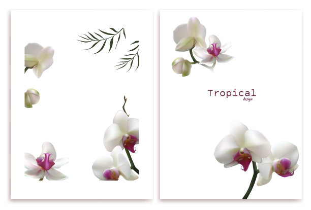 白色的兰花。热带花卉。热带的背景。花瓣。花的背景。棕榈叶。图片下载