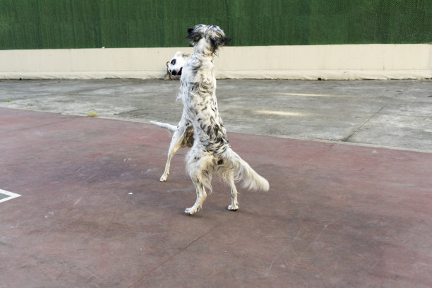 狗在公园里玩图片下载