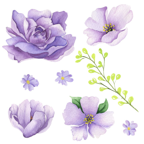 一套水彩紫色玫瑰和叶子。水彩不同的紫罗兰花和叶子图片下载