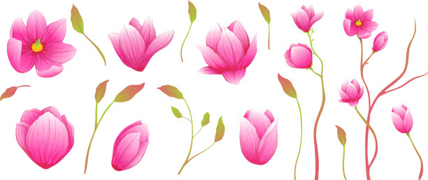 玉兰花艺术孤立剪贴艺术图片下载