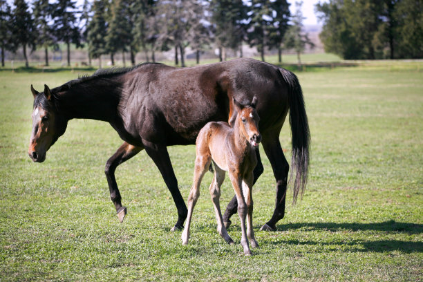 美丽的母马和小马驹在农村动物农场春天的照片图片下载