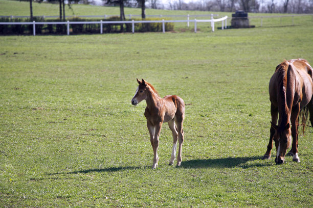 美丽的母马和小马驹在农村动物农场春天的照片图片下载